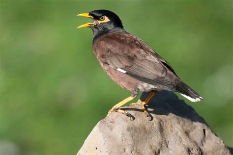 31 Birds On Hawaiis Big Island With Photos Hawaii Bird Guide