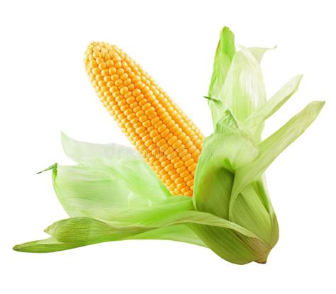 Corn Isolated Stock Photo Image Of Shot Ripe Healthy 43757166