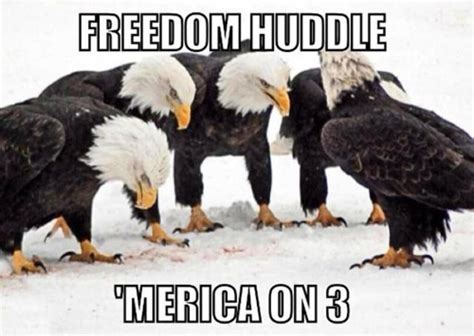 Funniest Bald Eagle Meme Compilation America