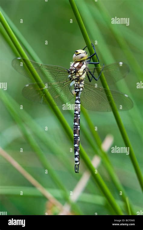 Southern Hawker dragonfly Stock Photo - Alamy