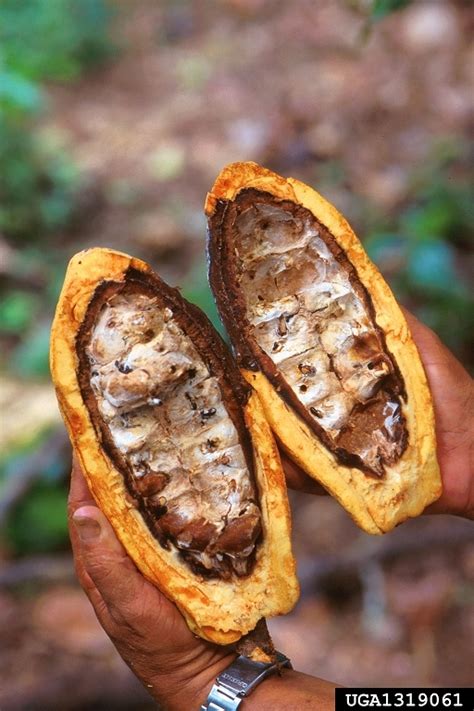 Cocoa Cacao Diseases And Pests Description Uses Propagation