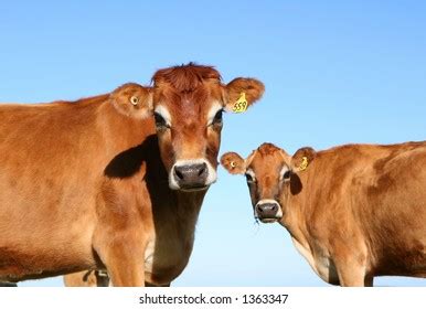 Jersey Dairy Cows Stock Photo 1363347 | Shutterstock