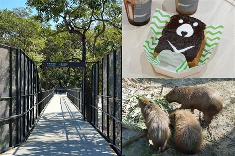 【預約方式】高雄壽山動物園搶先直擊！天空步道、新朋友水豚君登場 超萌「台灣黑熊吐司」必點 上報 生活