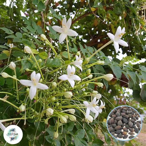 50 Jasmine White Cork Tree Millingtonia Hortensis Seeds Jspseeds