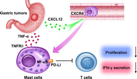 Increased Intratumoral Mast Cells Foster Immune Suppression And Gastric