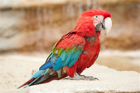 2048x1365 HDQ Images red and green macaw - Coolwallpapers.me!