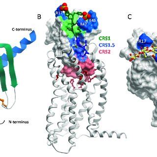 Chemokine Tertiary Structure Chemokinereceptor Interactions And