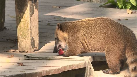 壽山動物園浣熊遭同伴攻擊亡 疑爭領導地位釀衝突 ｜ 公視新聞網 Pnn