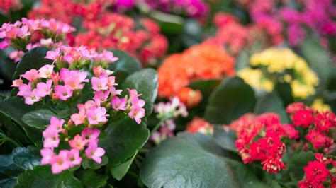 Conoce Todo Sobre El Kalanchoe Descripción Y Cuidados Jardinatis