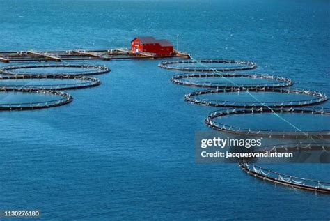 Salmon Fish Photos and Premium High Res Pictures - Getty Images