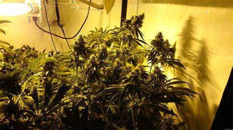 Strain Gallery Critical Kush Barneys Farm Pic 07041627871060178 By