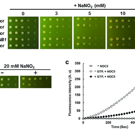 | Nitrosative stress resistance mechanism mediated by CgRIB1 in C ... 