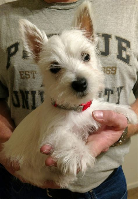 West Highland White Terrier Puppies For Sale | Woodburn, IN #263527