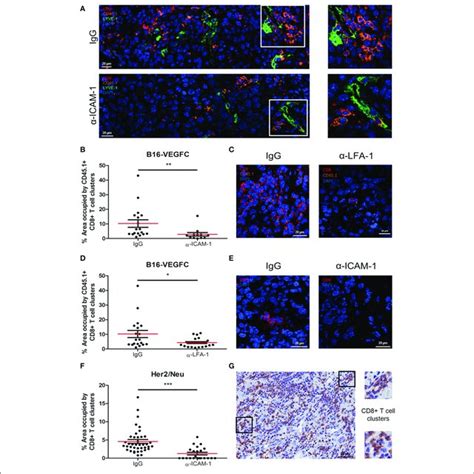 Icam Lfa Dependent Cd T Lymphocyte Aggregation In Tumor Tissue