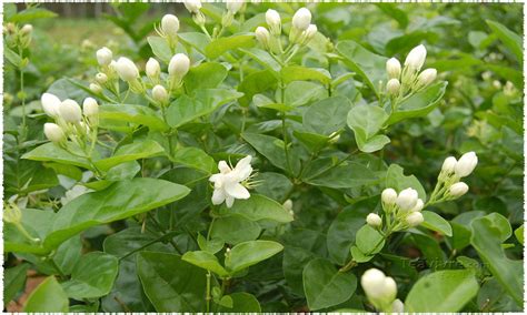 Jasmine Flower Tea – The Smell of Spring – teavivre