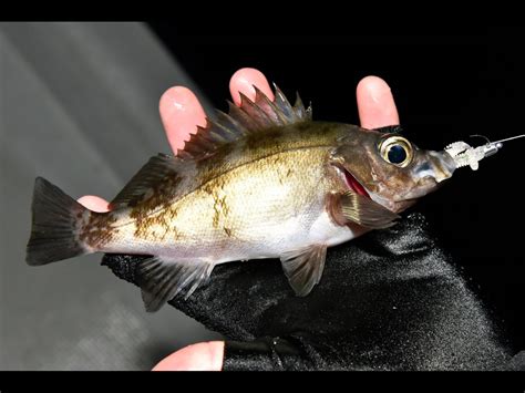 【海釣り入門】メバリングの釣り方解説！おすすめタックルに注目