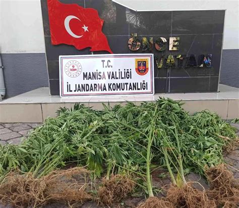 Manisa Haberleri Manisa Da Jandarmadan Kenevir Operasyonu Haberler