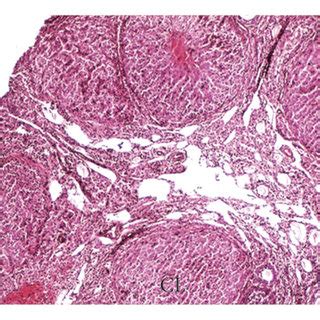 Photomicrographs Of Representative Ovarian Sections From The Different