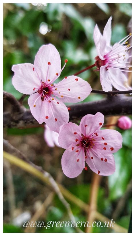 Cherry Blossoms A Beautiful Sign Of Spring