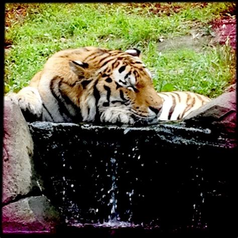 Bronx zoo tiger exhibit | Bronx zoo, Zoo, Tiger