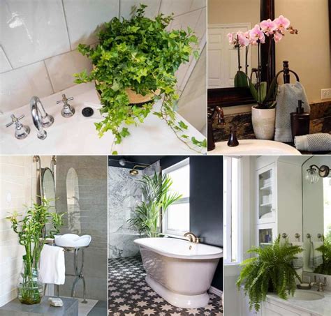 Bathroom Plants That Absorb Moisture