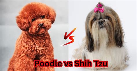 Poodle Vs Shih Tzu Comparison Best For Pets