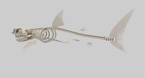 Shark Skeleton Anatomy