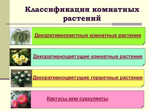 Разновидности комнатных растений и размещение их в интерьере квартиры ...