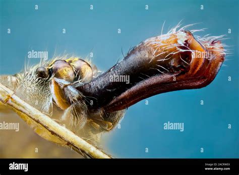 Jumping Spider Head Close Up Of The Head Of An Ant Mimic Jumping