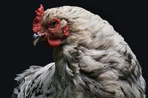 Ameraucana Chicken: The Complete Breed Care & Info Guide