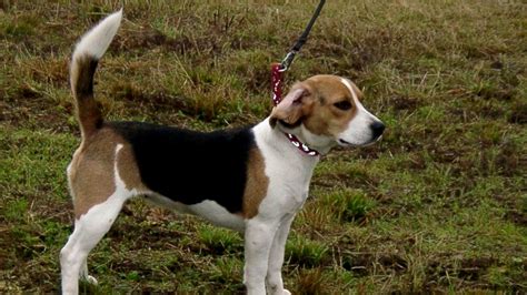 Порода собак. Немецкая гончая.Милая и приятная собачка. Очень любит ...