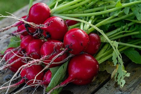 Guía completa para el cultivo de rábanos en casa