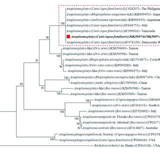 Phylogenetic Analysis Of A Platys And E Canis Strains Identified In