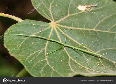 Green stick insect — Stock Photo © teptong #165098900