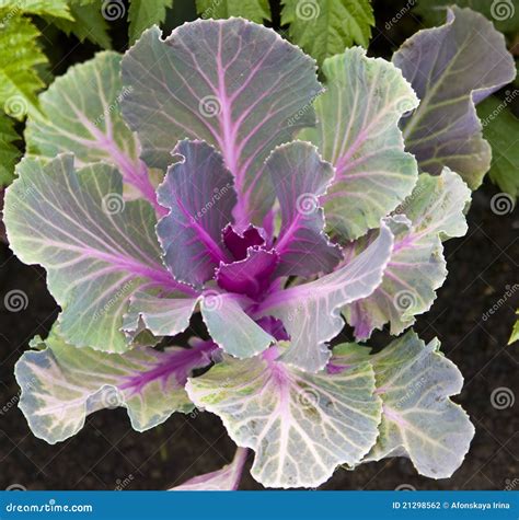 Decorative cabbage stock photo. Image of flowerbed, garden - 21298562