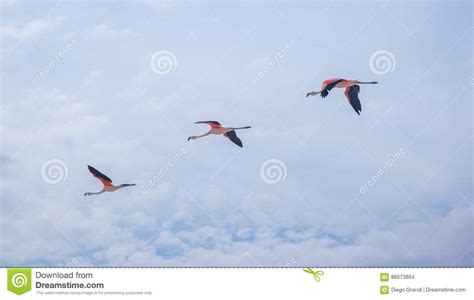 Three Flamingos Flying In A Row Stock Photo Image Of Flamingo Color