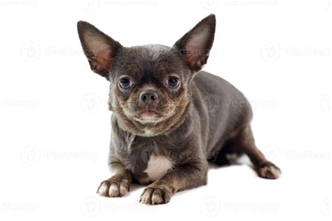 Short haired chihuahua dog with big ears isolated on white background, cute little chihuahua dog