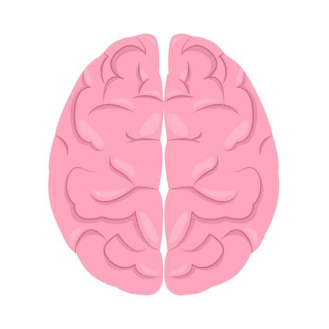 Illustration Du Cerveau Vecteur Premium