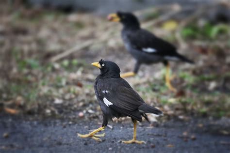 The Javan Myna Also Known As The White Vented Myna And Th Flickr