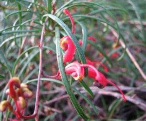 Grevillea Ground Cover Varieties Ground Cover Good