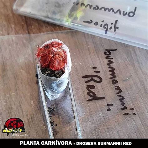 Compre Agora Planta Carn Vora Drosera Burmanni Red