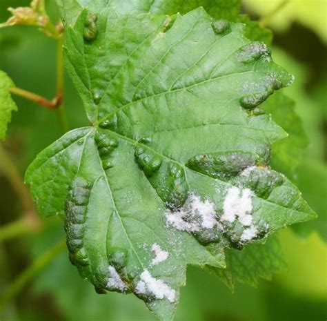 Dañar Mujer Corte Como Prevenir El Oidio En Las Plantas Iluminar Etiqueta Vamos A Hacerlo