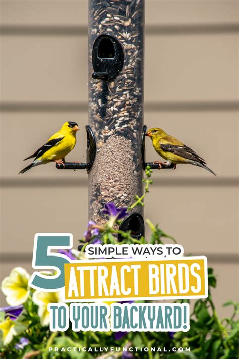 5 Ways To Attract Birds To Your Garden With A Bird Friendly Backyard