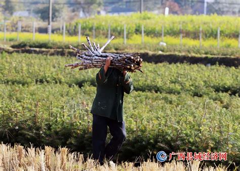 融安：冬至时节农事忙 广西县域经济网