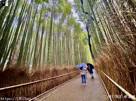 【京都景點】嵐山竹林小徑。探索平靜的嵯峨野竹林。電影《臥虎藏龍》拍攝地 1817box部落格