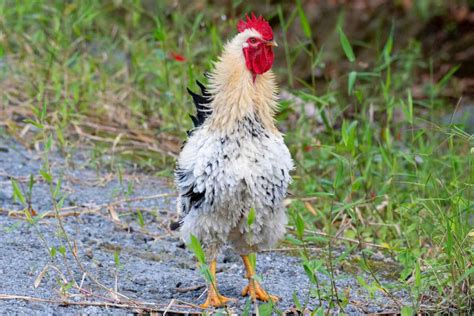 Frizzle Chicken: Appearance, Behavior, Care & Pictures