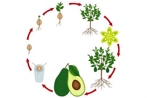 Life Cycle Of An Avocado Tree On A White Background