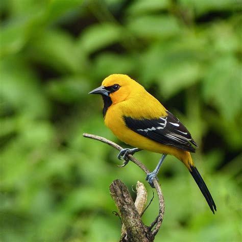 Yellow Oriole Icterus Nigrogularis Trinidad Pet Birds Animals