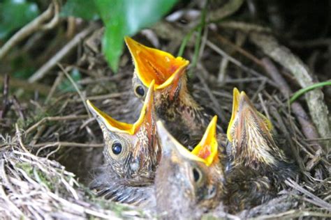 Blackbird Nest - Constable Burton