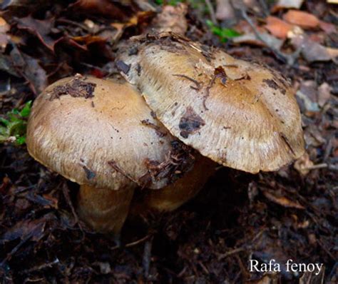 Flora Y Fauna De Arbuniel Ja N Setas De Arbuniel